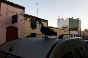 Pato 'urbanita' en Telde (Foto TA)