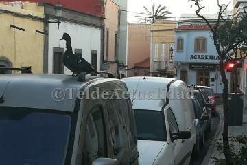 Pato 'urbanita' en Telde (Foto TA)