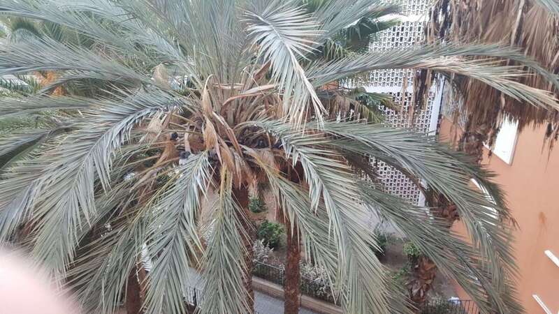 Palomas en las palmeras próximas a las viviendas de Las Remudas (Foto TA)