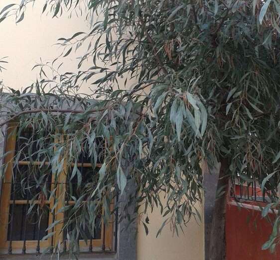 Imagen del árbol en cuestión (Foto TA)