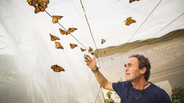 Ramón Falcón en uno de los invernaderos de la finca en La Majadilla (Foto Borja Suárez-C7)