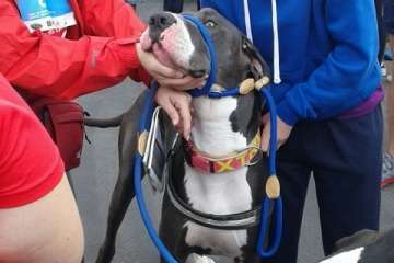 Los enfermos de Crohn y colitis ulcerosas corren la Gran Canaria Accesible (Foto TA)