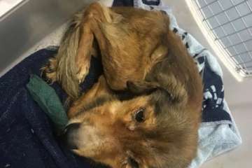 Rescatan a nueve perros desnutridos en Telde (Foto SOS Animales Gran Canaria)