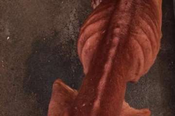 Rescatan a nueve perros desnutridos en Telde (Foto SOS Animales Gran Canaria)