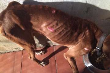 Rescatan a nueve perros desnutridos en Telde (Foto SOS Animales Gran Canaria)