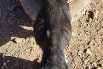 Rescatan a nueve perros desnutridos en Telde (Foto SOS Animales Gran Canaria)