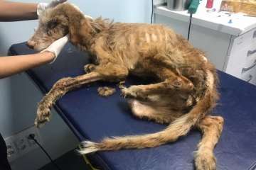 Rescatan a nueve perros desnutridos en Telde (Foto SOS Animales Gran Canaria)