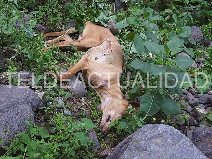 Uno de los perros hallados muertos (Foto TA)