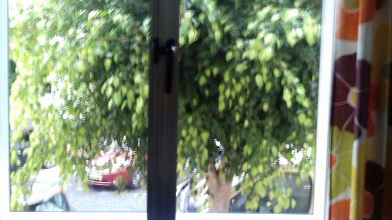 Las ramas de los árboles entran por las ventanas de las casas (Foto TA)