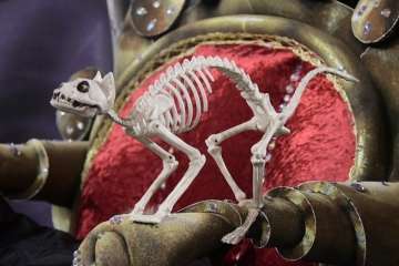 Dos diseños del teldense Nauzet Afonso pasan a la final de la gala Drag Queen (Foto TA)