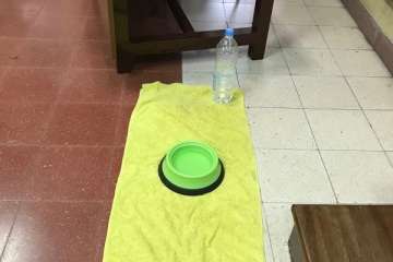 Concienciar sobre la tenencia de animales desde las aulas en Telde (Foto TA)