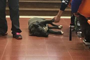 Concienciar sobre la tenencia de animales desde las aulas en Telde (Foto TA)