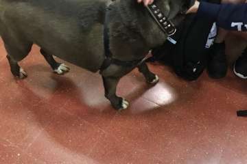 Concienciar sobre la tenencia de animales desde las aulas en Telde (Foto TA)