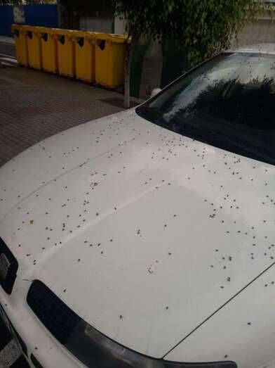 Moscas posadas sobre el capó de un vehículo aparcado, en una imagen captada esta mañana (Foto TA)