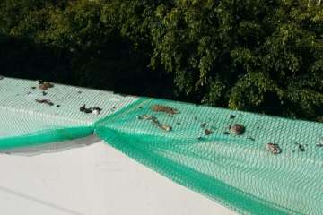 Moscas y suciedad en Salinetas (Foto TA)