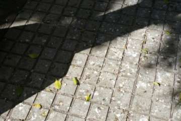 Moscas y suciedad en Salinetas (Foto TA)