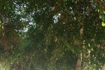 Moscas y suciedad en Salinetas (Foto TA)