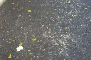 Moscas y suciedad en Salinetas (Foto TA)