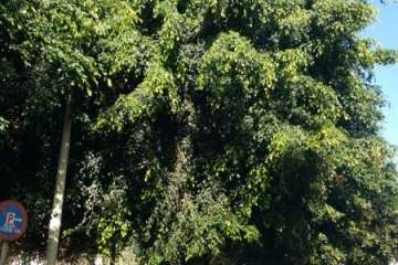 Moscas y suciedad en Salinetas (Foto TA)