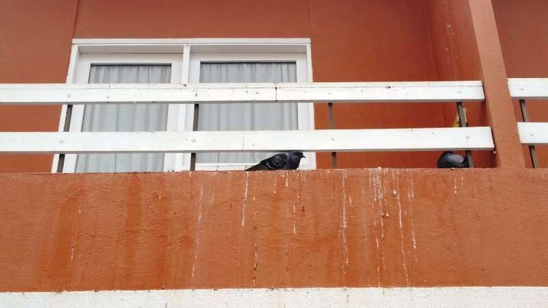 Palomas en el balcón de la vivienda que ha motivado la denuncia vecinal (Foto TA)