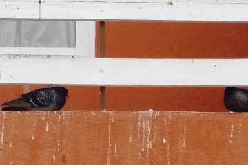Las palomas, foco de infección en una vivienda de Clavellinas (Foto TA)