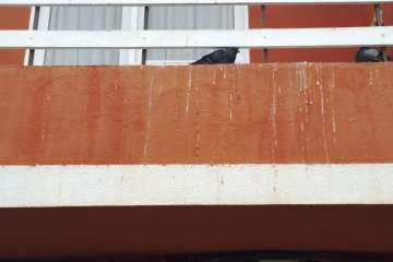 Las palomas, foco de infección en una vivienda de Clavellinas (Foto TA)