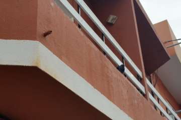 Las palomas, foco de infección en una vivienda de Clavellinas (Foto TA)