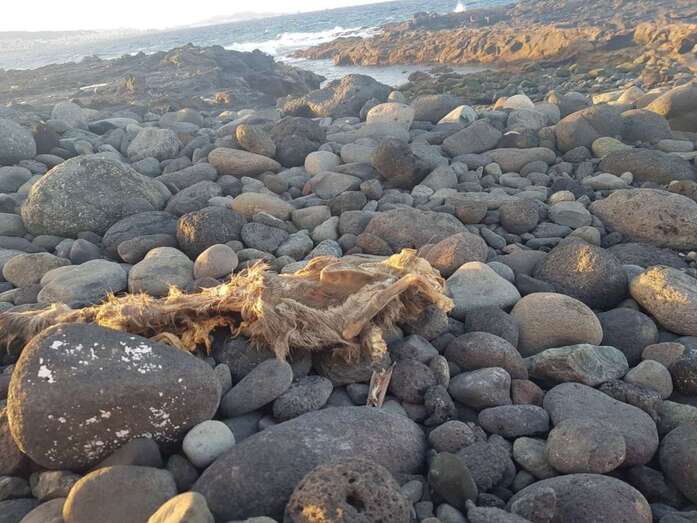 Imagen de uno de los restos hallados (Foto TA)