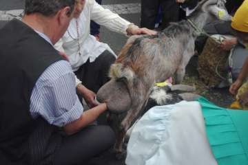 El Roque Azucarero celebra el Día de Canarias en plena calle (Foto Francisco Javier Santana y TA)
