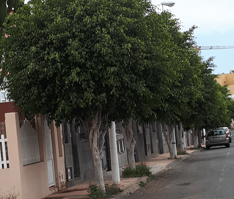 Los árboles arrinconan a peatones y vecinos en la urbanización de La Hoyeta (Foto TA)