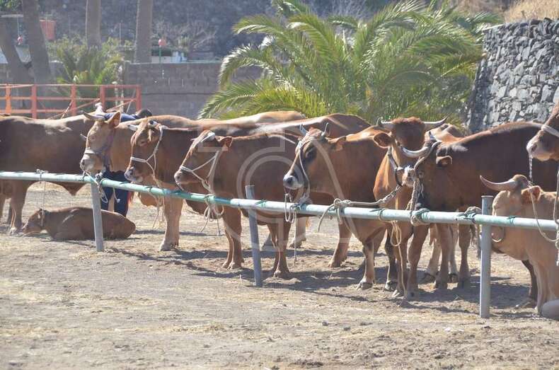 La muestra se celebra en la Hoya de San Pedro (Foto TA)