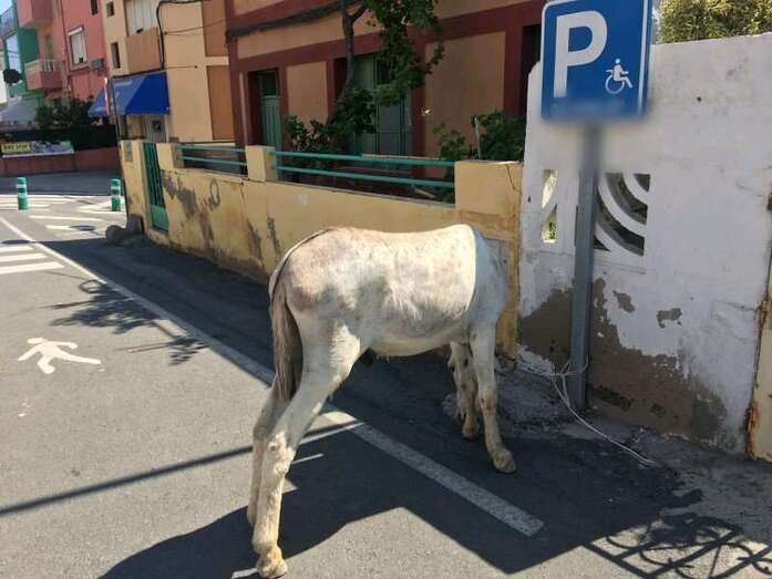 Burro amarrado a una señal de reservado de aparcamiento para personas con discapacidad (Foto TA)