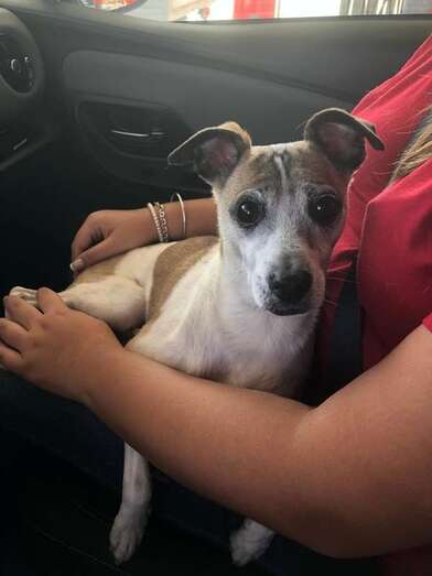 Imagen del perro hallado ayer en San Juan (Foto TA)