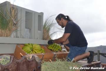 Romería del Pino 2018 (Foto Antonio Alí, Francisco Javier Santana y TA)