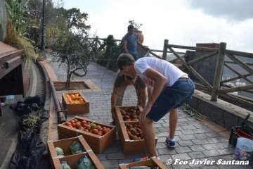 Romería del Pino 2018 (Foto Antonio Alí, Francisco Javier Santana y TA)