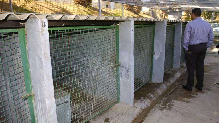 Imagen retrospectiva de un operario del depósito temporal de animales, ante las jaulas en las que se guarda a los perros (Foto C7)