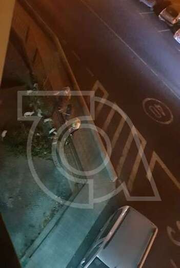 Colonia de gatos alimentados por vecinos preocupan a residentes en la zona (Foto TA)