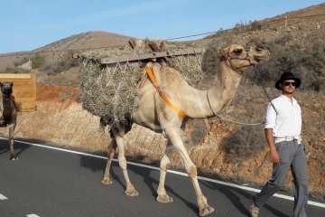 Telde, en la romería de la Virgen de la Peña (Foto cedida a TA por Miguel Florido)