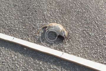 Foco de infección en el parquin de Melenara (Foto TA)