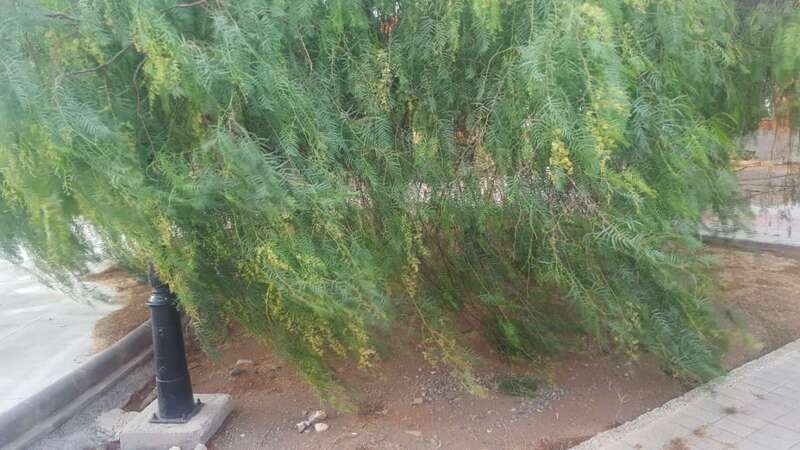 Estado de los árboles en la plaza (Foto TA)