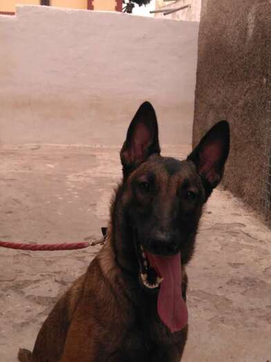 La perra Mega (Foto TA)