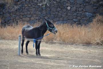 Foto TA / Francisco J. Santana