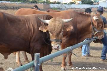 Foto TA / Francisco J. Santana