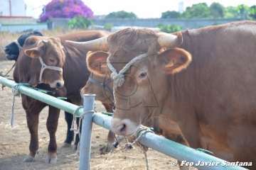 Foto TA / Francisco J. Santana