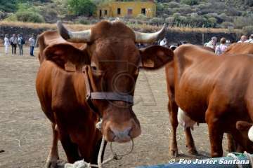 Foto TA / Francisco J. Santana