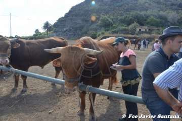 Foto TA / Francisco J. Santana