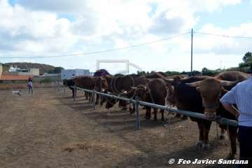 Foto TA / Francisco J. Santana