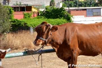 Foto TA / Francisco J. Santana