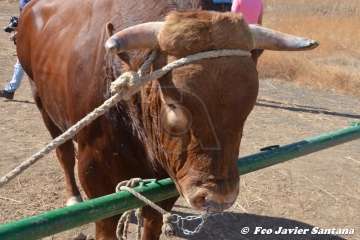 Foto TA / Francisco J. Santana