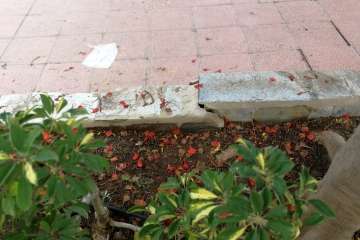 Las Huesas claman por una limpieza a fondo del parque infantil Miki (Foto TA)